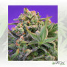 Sweet Cheese® Sweet Seeds - 3 Seeds