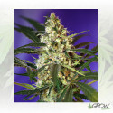 Fast Bud Auto® Sweet Seeds - 5 Seeds