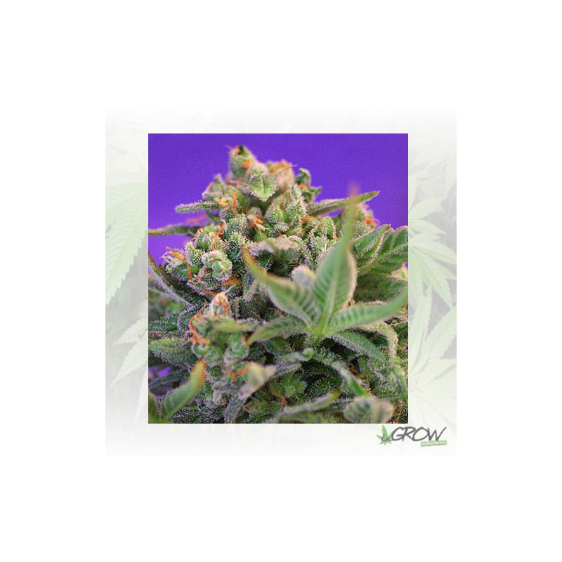 Sweet Cheese® Sweet Seeds - 5 Seeds
