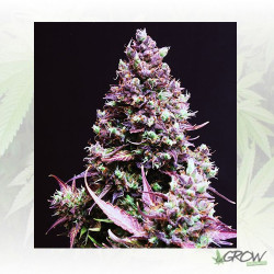 Cream Caramel Auto® Sweet Seeds - 5 Seeds