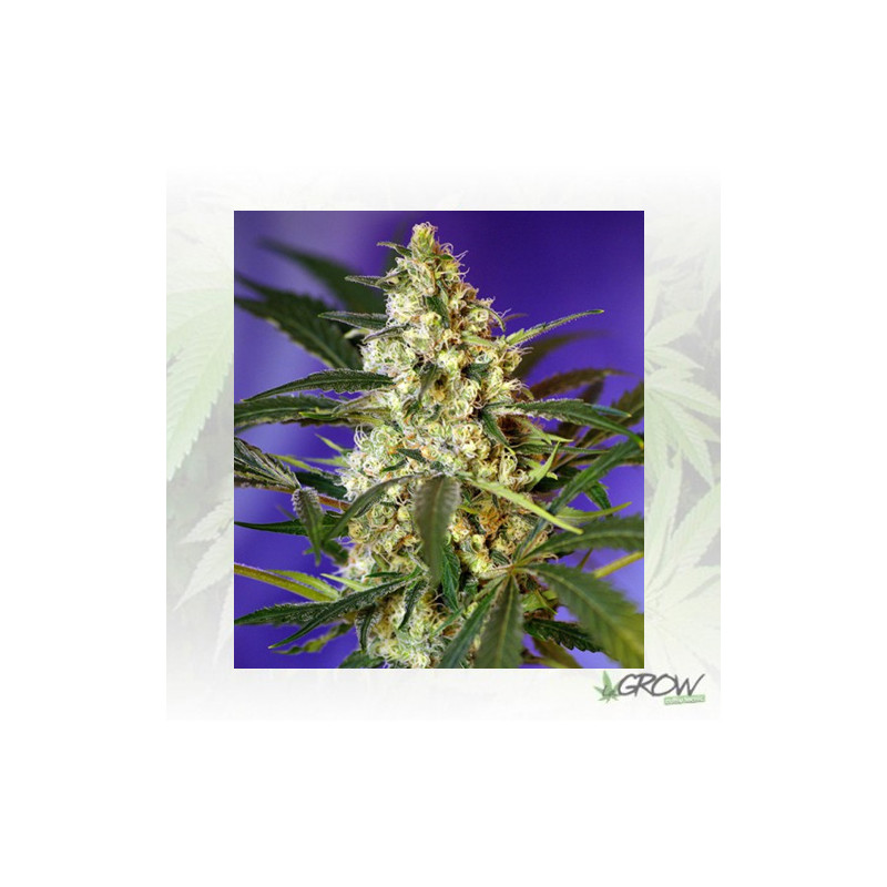 Fast Bud 2 Auto® Sweet Seeds - 5 Seeds