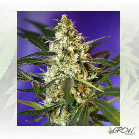 Fast Bud 2 Auto® Sweet Seeds - 5 Seeds