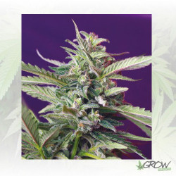 S.A.D Auto Sweet Seeds - 3 Seeds