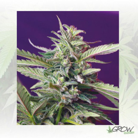 S.A.D Auto Sweet Seeds - 3 Seeds