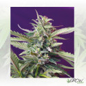 S.A.D Auto Sweet Seeds - 5 Seeds