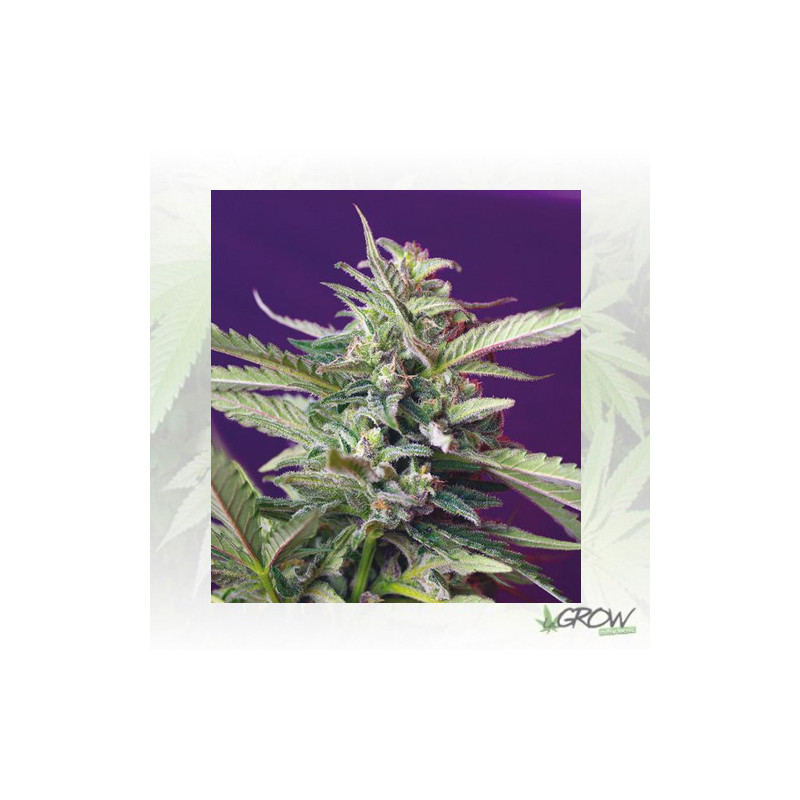 S.A.D Auto Sweet Seeds - 5 Seeds