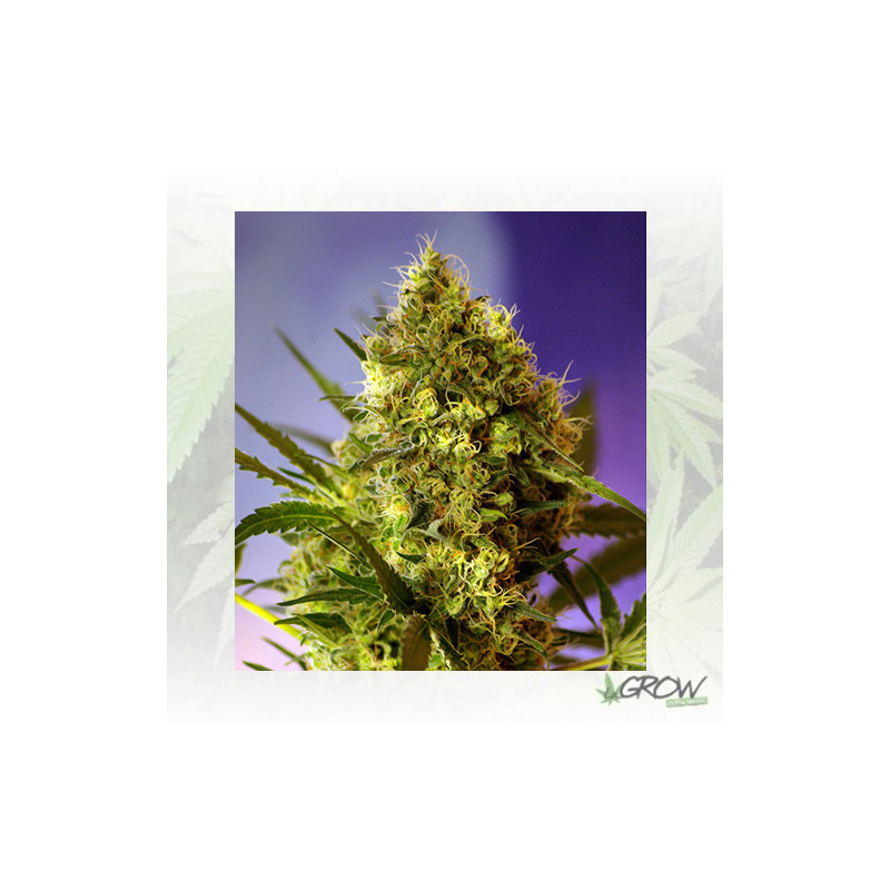 Big Devil 2 Auto® Sweet Seeds - 5 Seeds