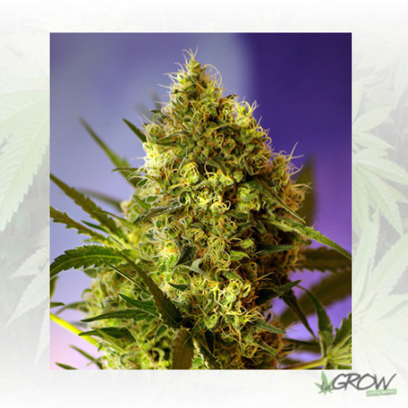 Big Devil 2 Auto® Sweet Seeds - 5 Seeds