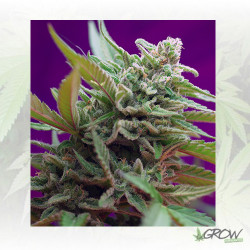 Black Jack Auto® Sweet Seeds - 5 Seeds