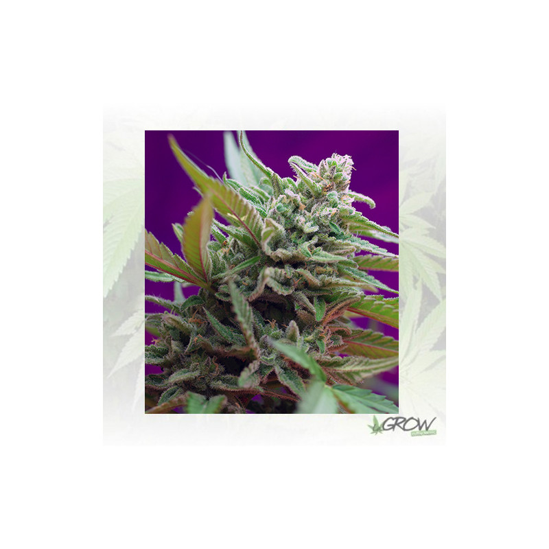 Black Jack Auto® Sweet Seeds - 5 Seeds