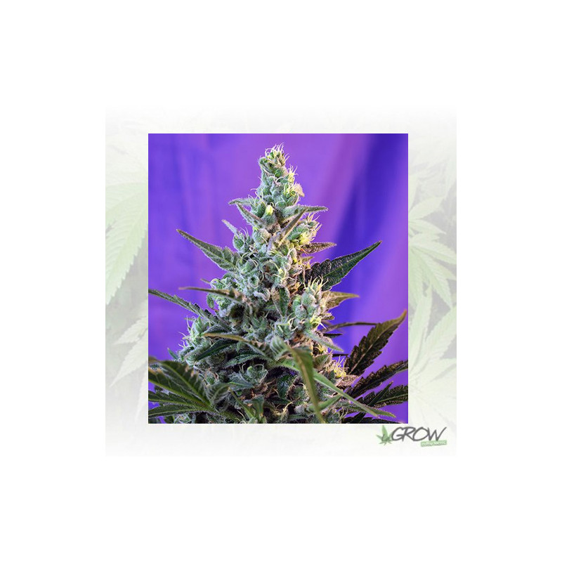 Sweet Skunk Auto Sweet Seeds - 3 Seeds