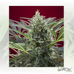 Cream 47 Sweet Seeds - 5 Seeds