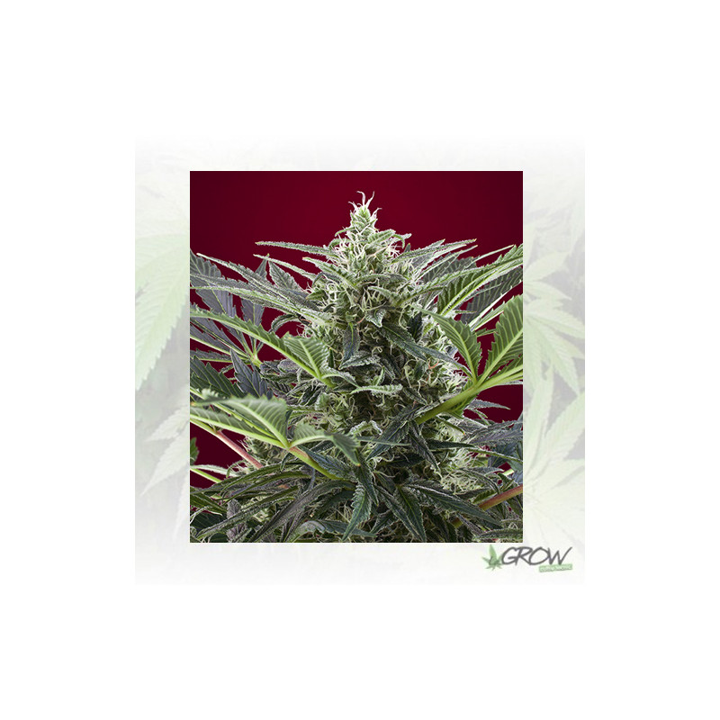 Cream 47 Sweet Seeds - 3 Seeds