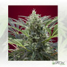 Cream 47 Sweet Seeds - 3 Seeds