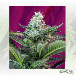 Mohan Ram Auto® Sweet Seeds - 3 Seeds