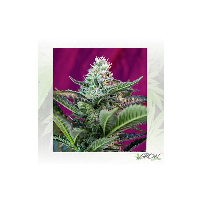 Mohan Ram Auto® Sweet Seeds - 3 Seeds