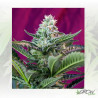 Mohan Ram Auto® Sweet Seeds - 3 Seeds