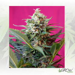 Big Devil XL Auto® Sweet Seeds - 3 Seeds