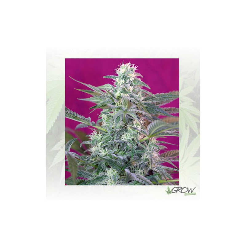 Big Foot Sweet Seeds - 3 Seeds