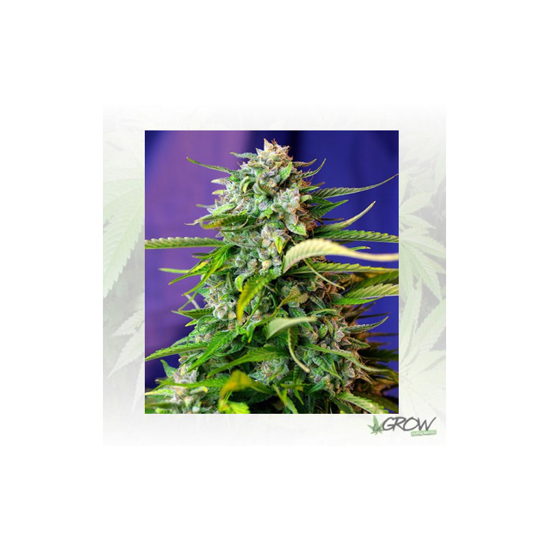 Jack 47 Auto® Sweet Seeds - 3 Seeds