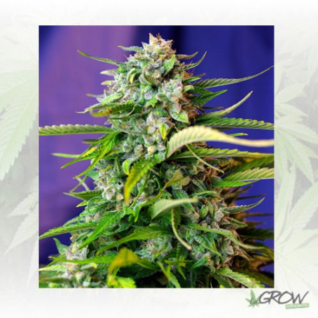 Jack 47 Auto® Sweet Seeds - 3 Seeds