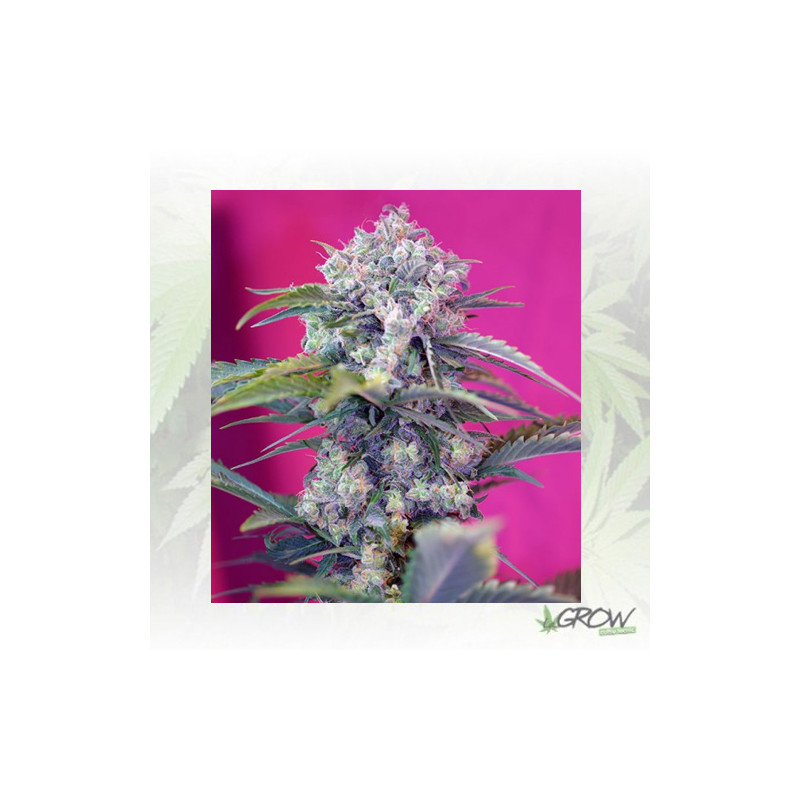 Cream Mandarine Auto® Sweet Seeds - 5 Seeds