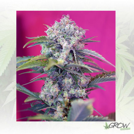 Cream Mandarine Auto® Sweet Seeds - 5 Seeds