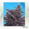 Black Cream Auto® Sweet Seeds - 3 Seeds