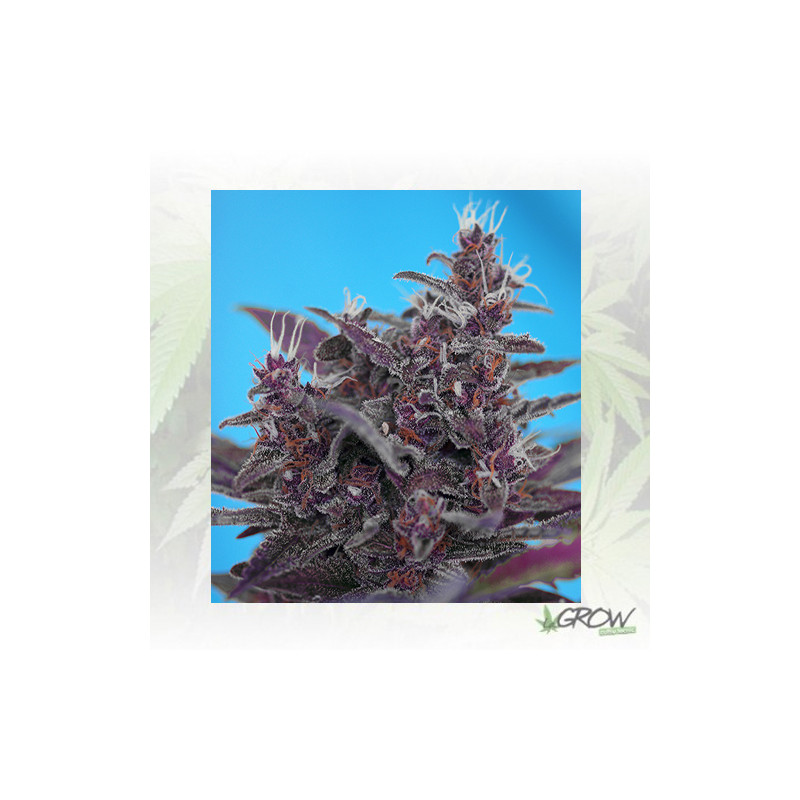 Black Cream Auto® Sweet Seeds - 3 Seeds