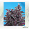 Black Cream Auto® Sweet Seeds - 3 Seeds
