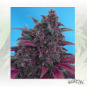 Dark Devil Auto® Sweet Seeds - 3 Seeds