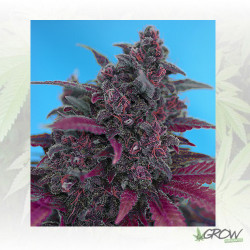 Dark Devil Auto® Sweet Seeds - 3 Seeds