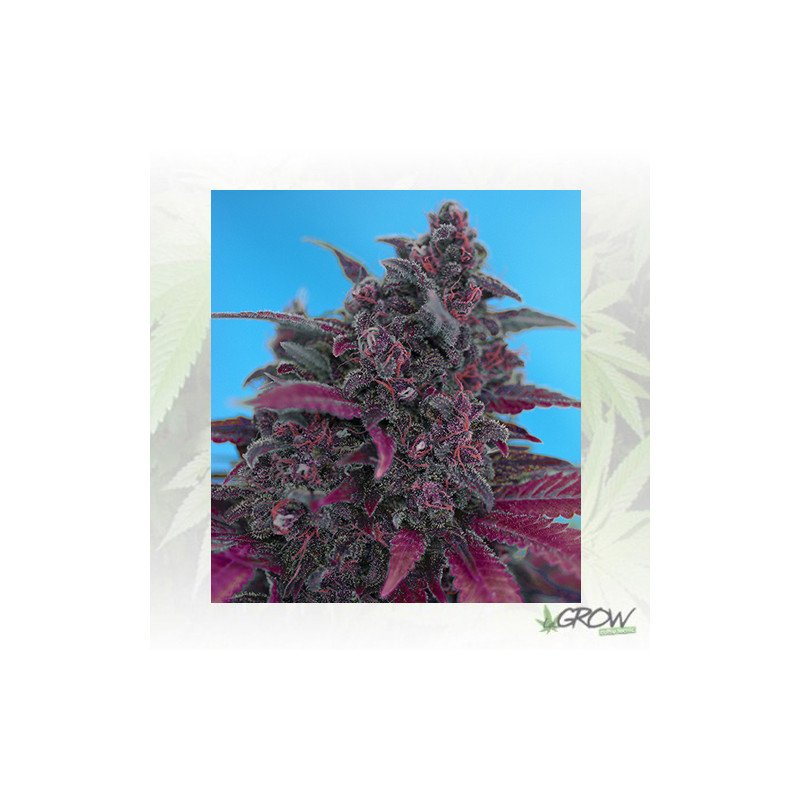 Dark Devil Auto® Sweet Seeds - 3 Seeds