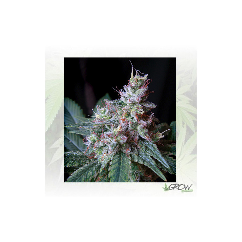 Cream Caramel F1 FV® Sweet Seeds - 3 Seeds