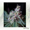 Cream Caramel F1 FV® Sweet Seeds - 3 Seeds