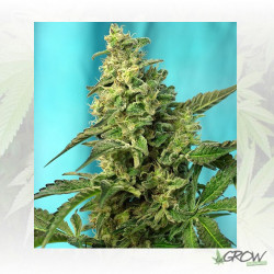 Green Poison F1 Fast Version® Sweet Seeds - 5 Uds