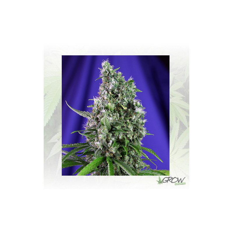 Sweet Trainwreck Auto® Sweet Seeds - 5 Seeds