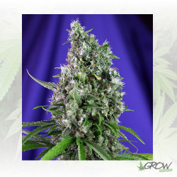 Sweet Trainwreck Auto® Sweet Seeds - 3 Seeds