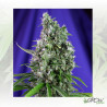 Sweet Trainwreck Auto® Sweet Seeds - 3 Seeds