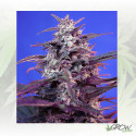 Bloody Skunk Auto® Sweet Seeds - 3 Seeds