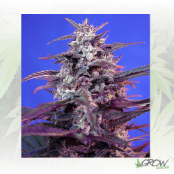 Bloody Skunk Auto® Sweet Seeds - 3 Seeds