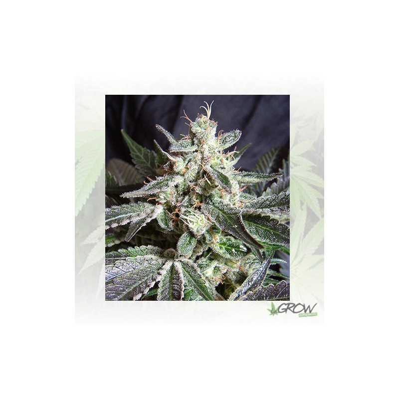 Black Jack F1 FV® Sweet Seeds - 5 Seeds