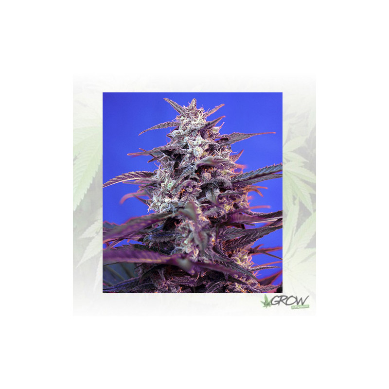 Bloody Skunk Auto® Sweet Seeds - 5 Seeds