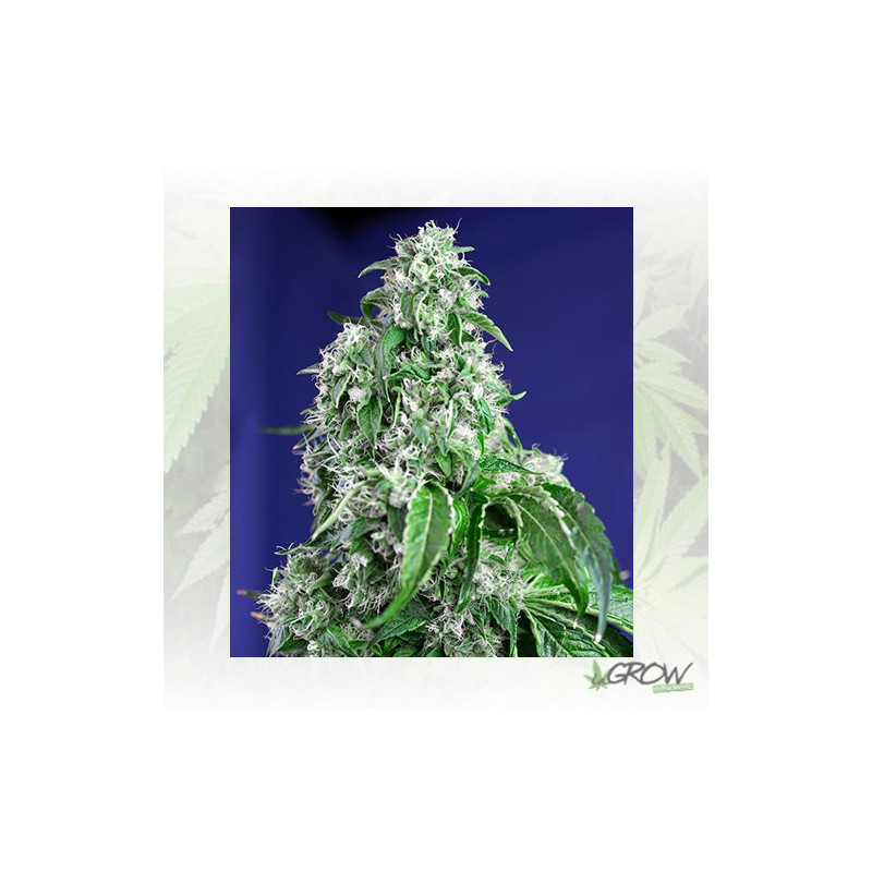 Big Devil F1 Fast Version® Sweet Seeds - 5 Seeds