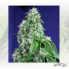 Big Devil F1 Fast Version® Sweet Seeds - 5 Seeds