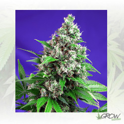 Killer Kush F1 Fast Version® - 3 Seeds