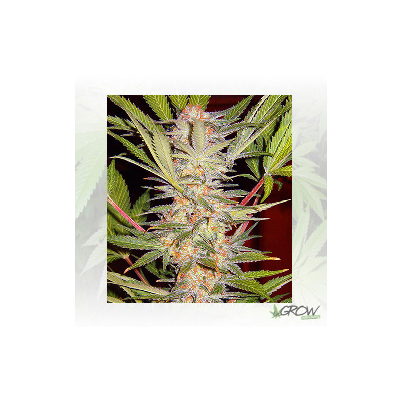 S.A.D. F1 Fast Version® Sweet Seeds - 3 Seeds
