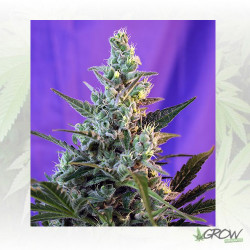 Sweet Skunk F1 Fast Version® Sweet Seeds - 3 Seeds