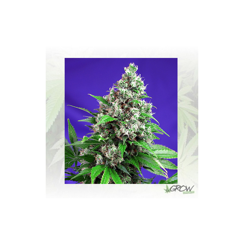 Killer Kush F1 Fast Version® - 5 Seeds