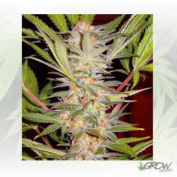 S.A.D. F1 Fast Version® Sweet Seeds - 5 Seeds